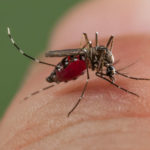 Comment le virus de la dengue manipule le moustique « Aedes » et les humains pour se répandre