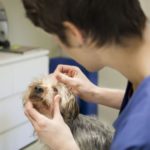 Augmentation du nombre de vétérinaires formés en France