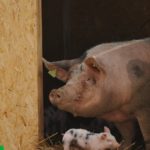 Flobecq va produire de l’hydrogène à base d’urine de cochons