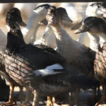 Grippe aviaire: 10 000 canards abattus dans l’Ain