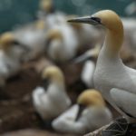 La grippe aviaire fait des ravages chez les oiseaux marins sauvages