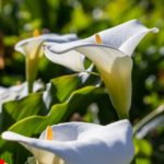 Comment réussir la culture des arums blancs ?