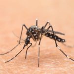 Moustique-tigre : un cas autochtone de dengue confirmé dans le sud de la France