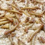 Protéines d’insectes : l’Auvergnat Invers se montre résilient dans un secteur en difficulté
