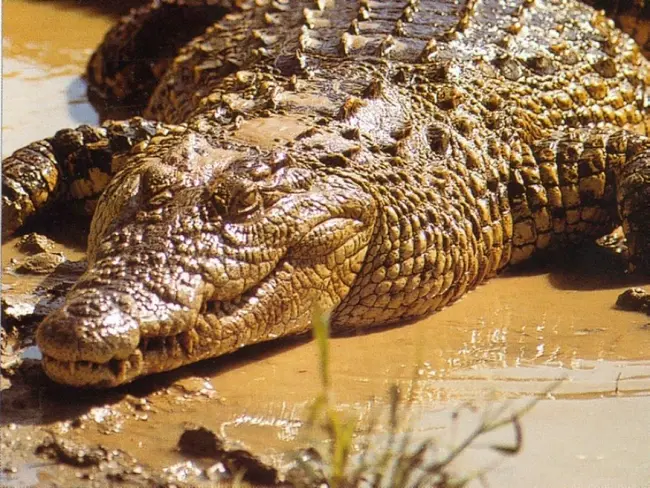 Bienvenue à l’Alcatraz des alligators : quand la politique migratoire vire au jeu de mort dans les marécages de Floride