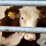 Dermatose nodulaire : 32 foyers confirmés en Savoie et Haute-Savoie, les autorités appellent à “la responsabilité” des éleveurs