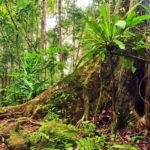 Forêts humides de l’Atsinanana : l’Unesco récompense les efforts environnementaux de Madagascar