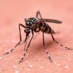 Un cas autochtone de chikungunya confirmé dans les Landes