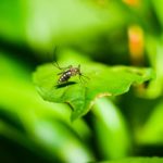 En Chine, la propagation du chikungunya rappelle les années noires du Covid-19