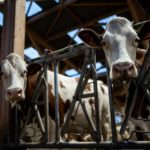 Dermatose nodulaire : quatre nouveaux foyers confirmés en Haute-Savoie, 31 élevages touchés dans les Alpes en un mois