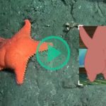 Les explorations de ce robot sous-marin fascinent les Argentins sur YouTube