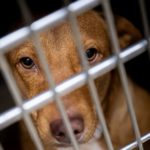 “Nous sommes désespérés” : ce refuge SPA est saturé, des centaines d’animaux abandonnés sont à l’adoption