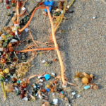 Comment les microplastiques transmettent les polluants dans l’océan