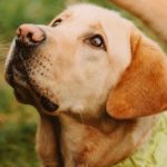 Quelles sont les actions de la SPA pour lutter contre l’abandon des animaux en été ?