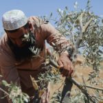 En Cisjordanie, la résistance à la colonisation passe aussi par l’agriculture