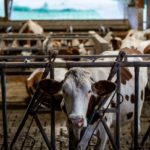 Foyers infectés, éleveurs inquiets, bovins euthanasiés… Ce que l’on sait de l’épizootie de dermatose nodulaire contagieuse en Savoie et en Haute-Savoie