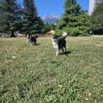 “Une mesure totalement innovante” : des chiens sans laisse dans les parcs, Grenoble lance une expérimentation des “zones de liberté”