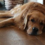 Faire garder son chien ou son chat pendant les vacances : ce qu’il faut savoir
