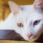 « Le Grand Tout », d’Olivier Mak-Bouchard : le chat avait tout vu venir