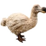 Le dodo, emblème des animaux disparus, était plus futé qu’on ne le pensait