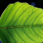 Par évolution dirigée, le MIT a fortement amélioré l’efficacité de la photosynthèse
