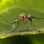 Après le chikungunya, le virus du Nil occidental détecté en métropole