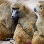 “Beaucoup de gens en colère”: un zoo pointé du doigt en Allemagne après l’abattage de 12 babouins en bonne santé
