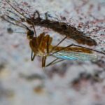 Virus du Nil occidental : un premier cas autochtone détecté en région Provence-Alpes-Côte-d’Azur